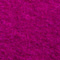 fuschia_other